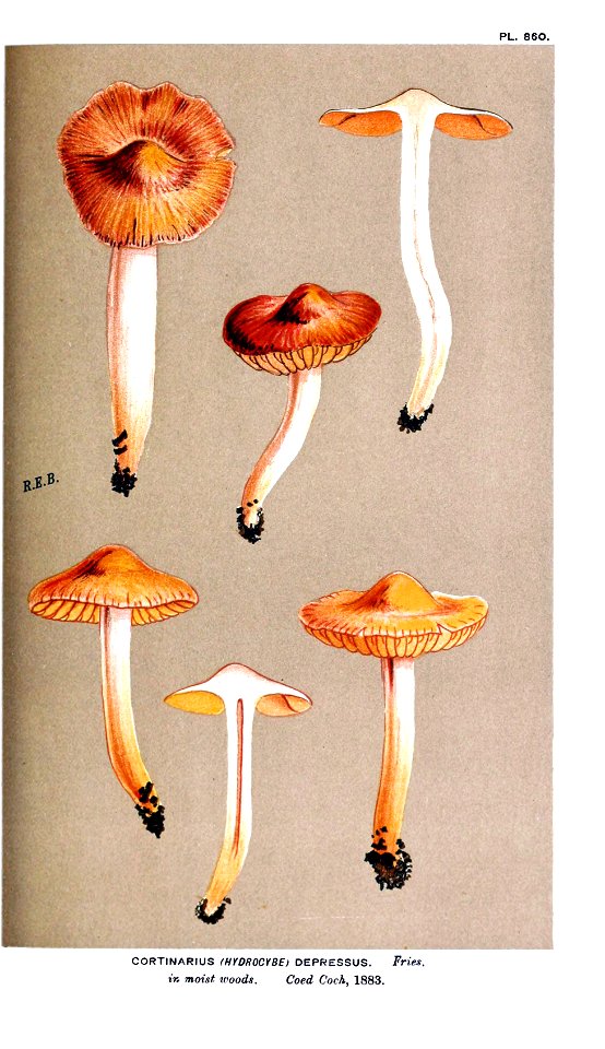 Cooke-Illustrations of British Fungi-Pl.860