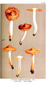 Cooke-Illustrations of British Fungi-Pl.860