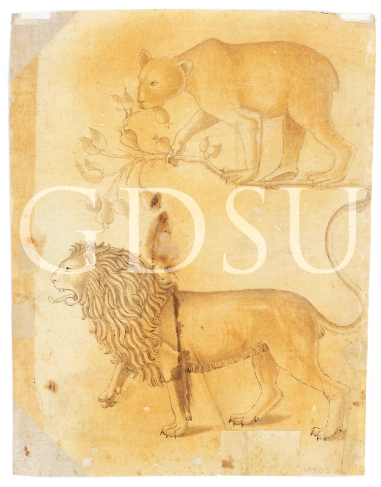 Copia da Uccello - inv 14503 F v