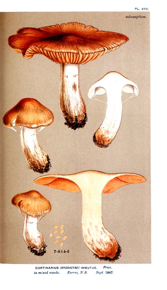 Cooke-Illustrations of British Fungi-Pl.870