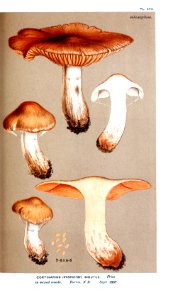 Cooke-Illustrations of British Fungi-Pl.870