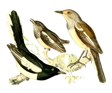 Copsychus albospecularis pica 1868