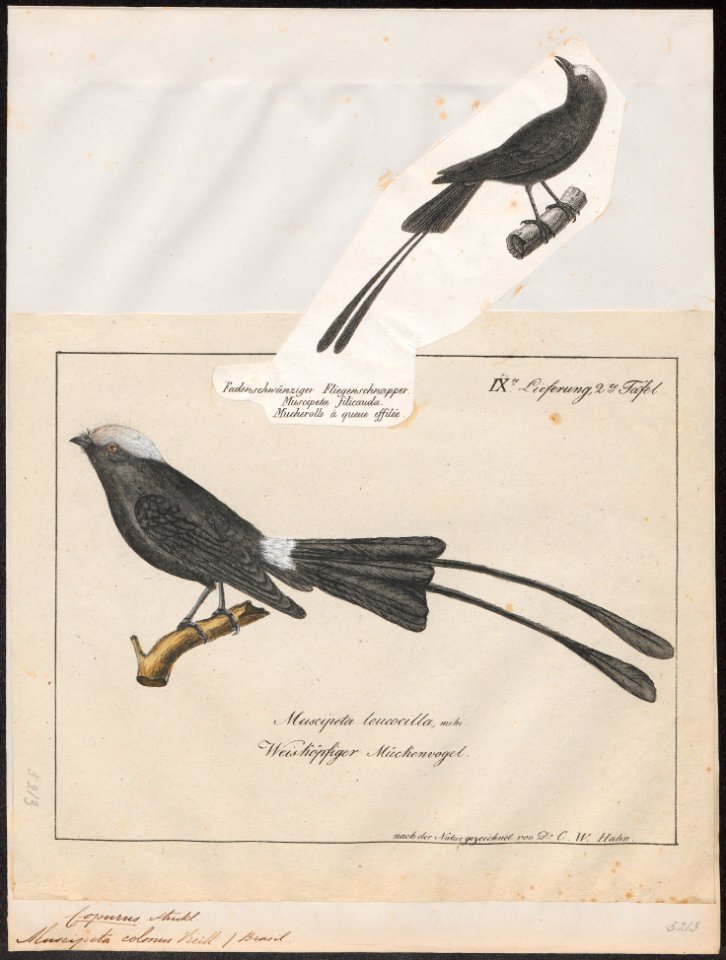 Copurus colonus - 1809-1845 - Print - Iconographia Zoologica - Special Collections University of Amsterdam - UBA01 IZ16500247