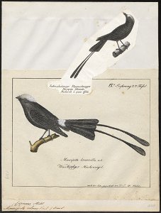 Copurus colonus - 1809-1845 - Print - Iconographia Zoologica - Special Collections University of Amsterdam - UBA01 IZ16500247