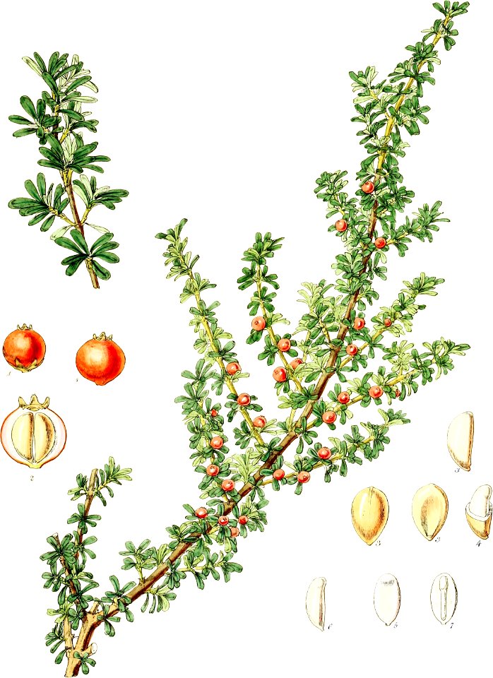 Coprosma cuneata-Botany of Antarctica-PL015-0035