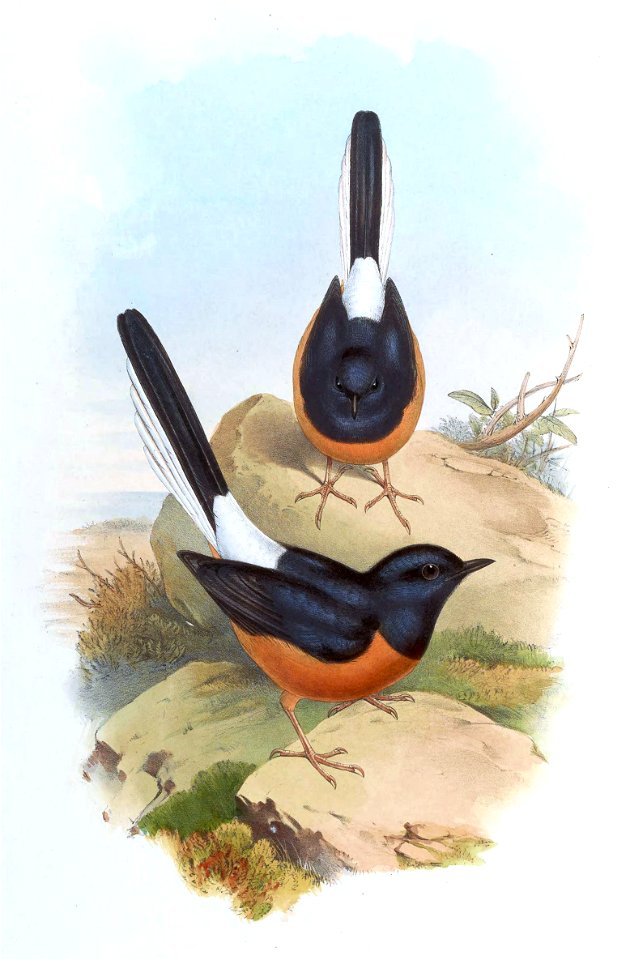 CopsychusSuavisGould