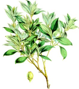 Coprosma affinis-Botany of Antarctica-PL014-0033