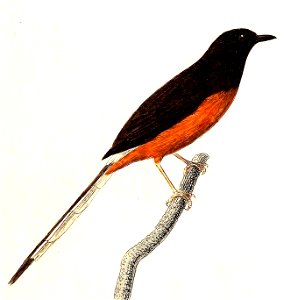 Copsychus malabaricus 1832