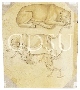 Copia da Uccello - inv 14504 F v
