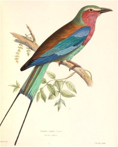Coracias caudatus 1849