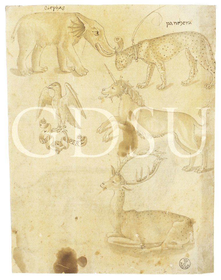 Copia da Uccello - inv 14503 F r