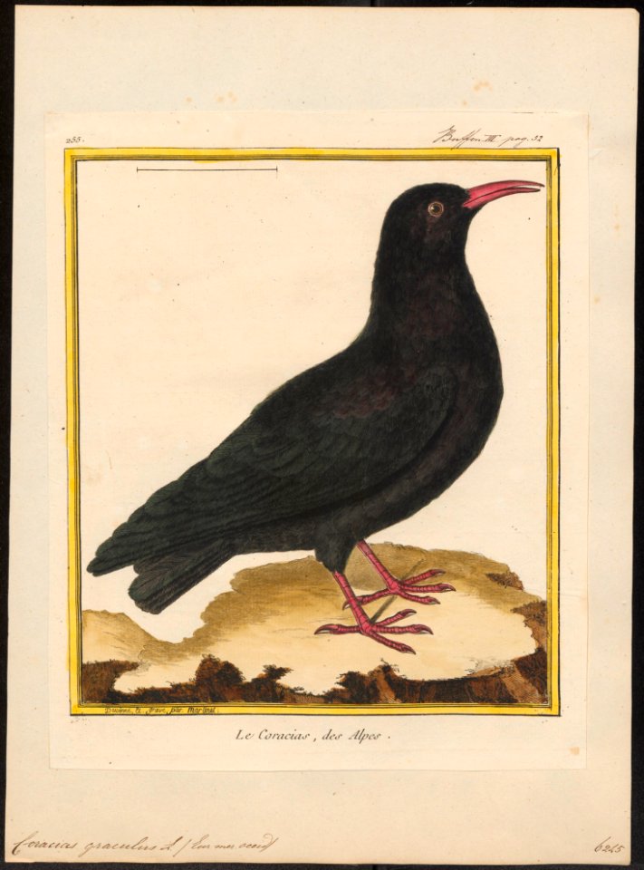 Coracias graculus - 1700-1880 - Print - Iconographia Zoologica - Special Collections University of Amsterdam - UBA01 IZ15700093