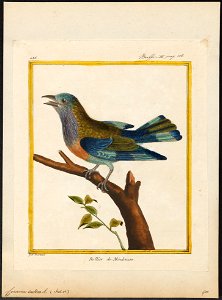 Coracias indica - 1700-1880 - Print - Iconographia Zoologica - Special Collections University of Amsterdam - UBA01 IZ16700227
