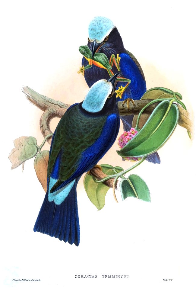 CoraciasTemminckiGould