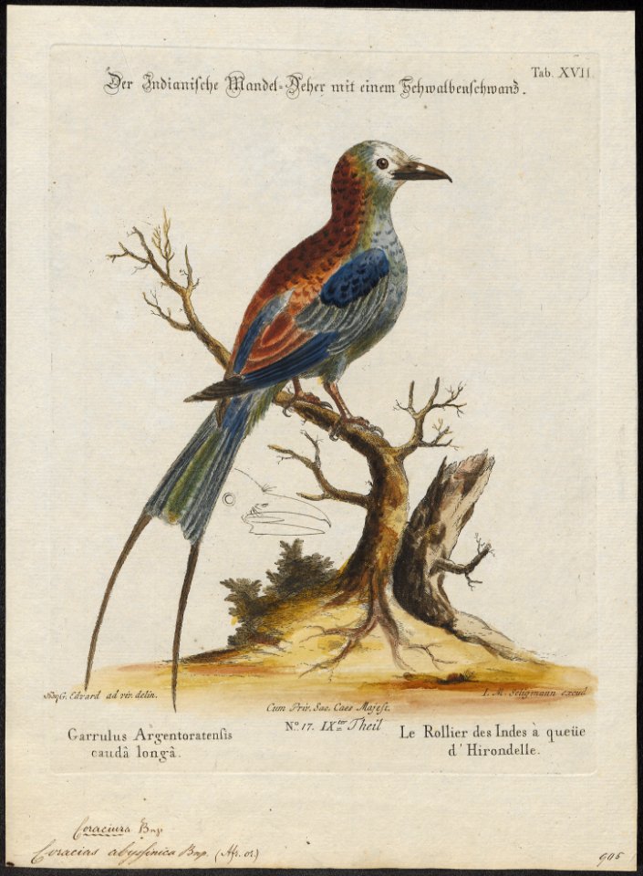 Coracias abyssinica - 1700-1880 - Print - Iconographia Zoologica - Special Collections University of Amsterdam - UBA01 IZ16700239