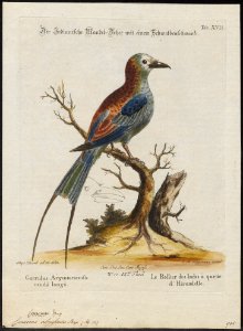 Coracias abyssinica - 1700-1880 - Print - Iconographia Zoologica - Special Collections University of Amsterdam - UBA01 IZ16700239