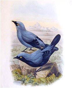 Coracina montana by John Gould