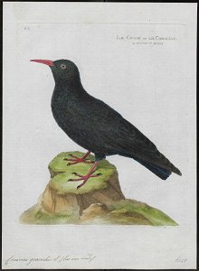 Coracias graculus - 1790-1796 - Print - Iconographia Zoologica - Special Collections University of Amsterdam - UBA01 IZ15700097