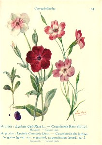 Coquelourdes-J.Eudes-61