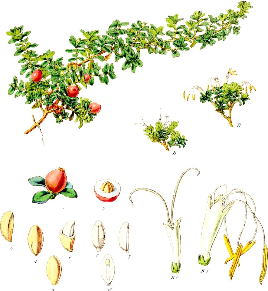 Coprosma repens-Botany of Antarctica-PL016-0037