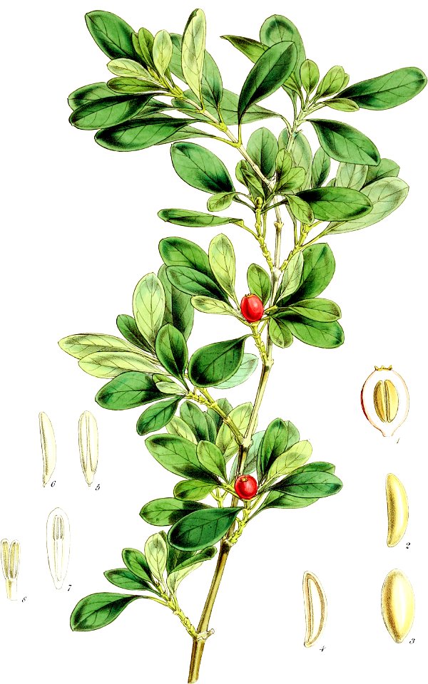 Coprosma foetidissima-Botany of Antarctica-PL013-0031