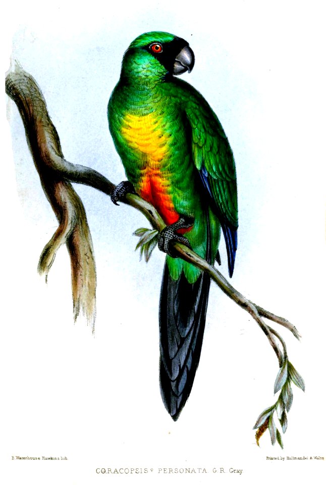 CoracopsisPersonataHawkins