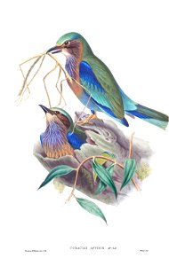 CoraciasAffinisGould