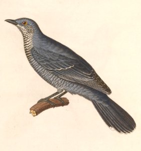 Coracina fimbriata female 1838