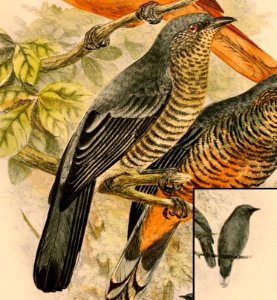 Coracina morio talautensis 1898