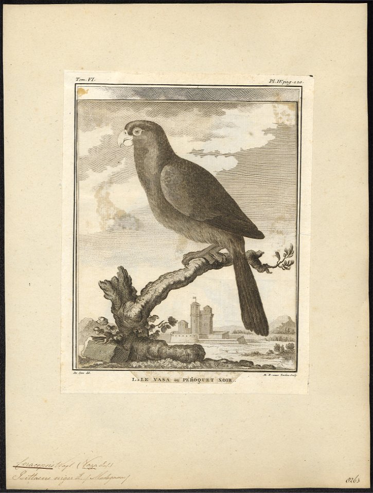Coracopsis niger - 1700-1880 - Print - Iconographia Zoologica - Special Collections University of Amsterdam - UBA01 IZ18600057