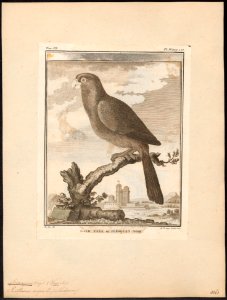 Coracopsis niger - 1700-1880 - Print - Iconographia Zoologica - Special Collections University of Amsterdam - UBA01 IZ18600057