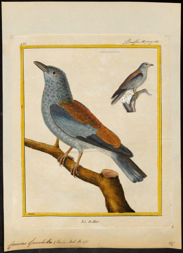 Coracias garrula - 1700-1880 - Print - Iconographia Zoologica - Special Collections University of Amsterdam - UBA01 IZ16700221