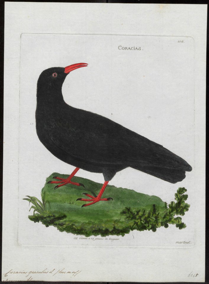 Coracias graculus - 1790-1796 - Print - Iconographia Zoologica - Special Collections University of Amsterdam - UBA01 IZ15700095