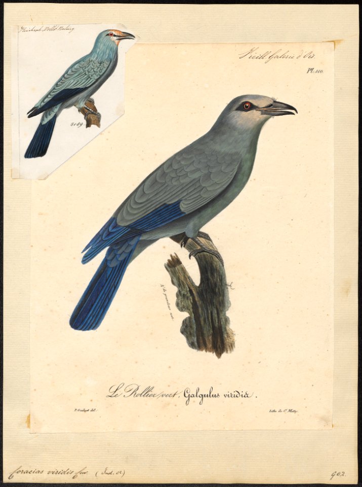 Coracias viridis - 1825-1834 - Print - Iconographia Zoologica - Special Collections University of Amsterdam - UBA01 IZ16700229