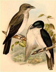 Coracina bicolor 1898