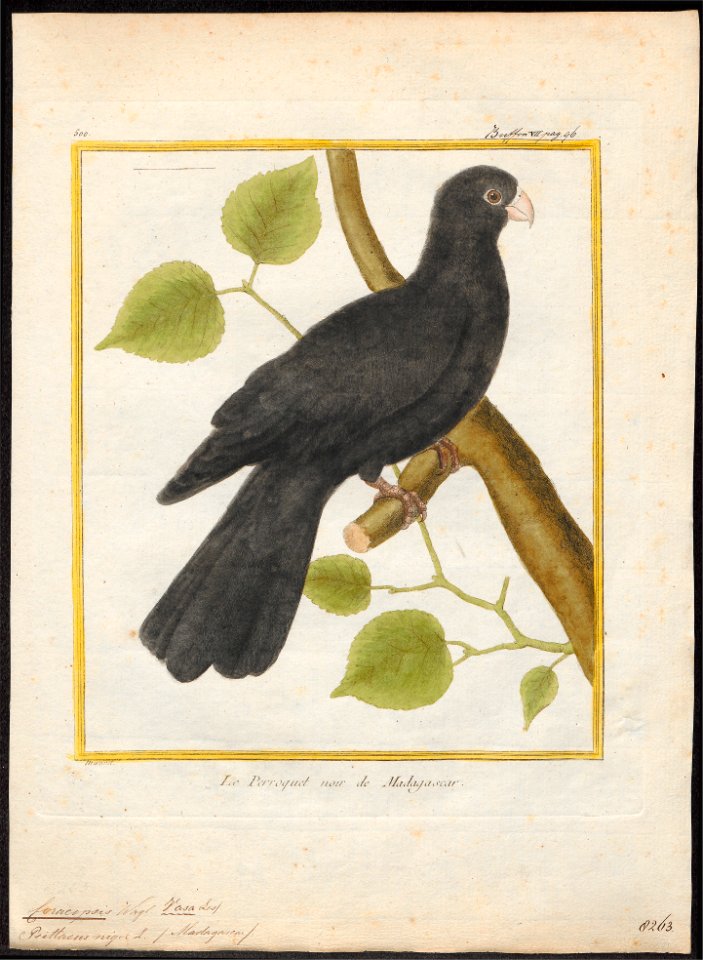 Coracopsis niger - 1700-1880 - Print - Iconographia Zoologica - Special Collections University of Amsterdam - UBA01 IZ18600055