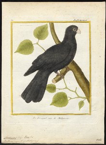 Coracopsis niger - 1700-1880 - Print - Iconographia Zoologica - Special Collections University of Amsterdam - UBA01 IZ18600055