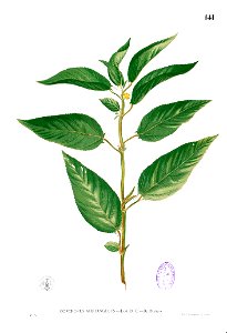 Corchorus acutangulus Blanco1.141