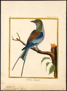 Coracias caudata - 1700-1880 - Print - Iconographia Zoologica - Special Collections University of Amsterdam - UBA01 IZ16700231