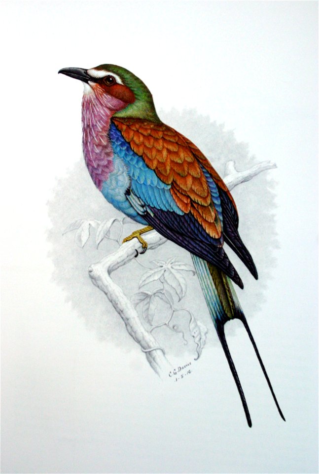 Coracias caudata00