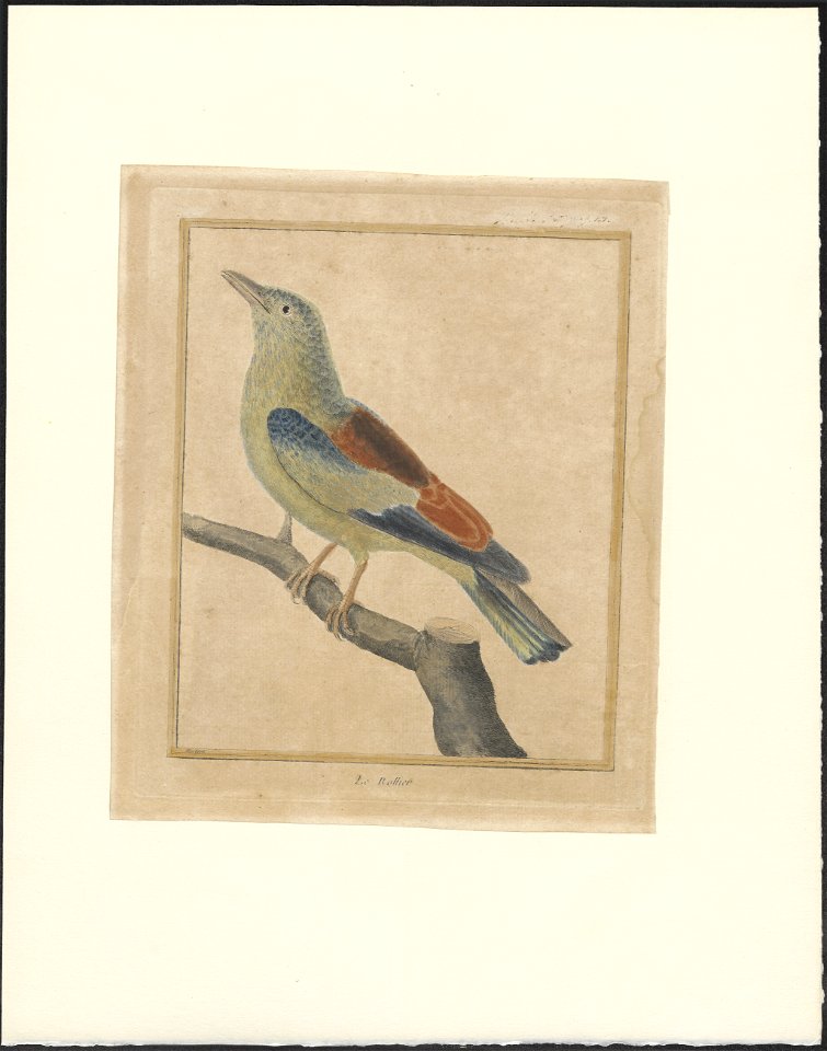 Coracias garrula - 1796-1799 - Print - Iconographia Zoologica - Special Collections University of Amsterdam - UBA01 IZAA100195