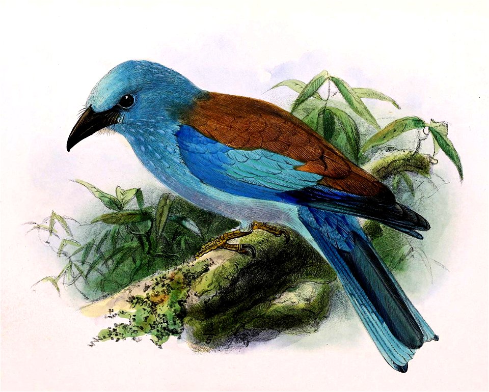 Coracias garrulus 1876