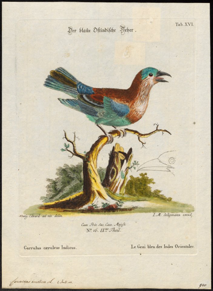 Coracias indica - 1700-1880 - Print - Iconographia Zoologica - Special Collections University of Amsterdam - UBA01 IZ16700225