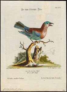 Coracias indica - 1700-1880 - Print - Iconographia Zoologica - Special Collections University of Amsterdam - UBA01 IZ16700225