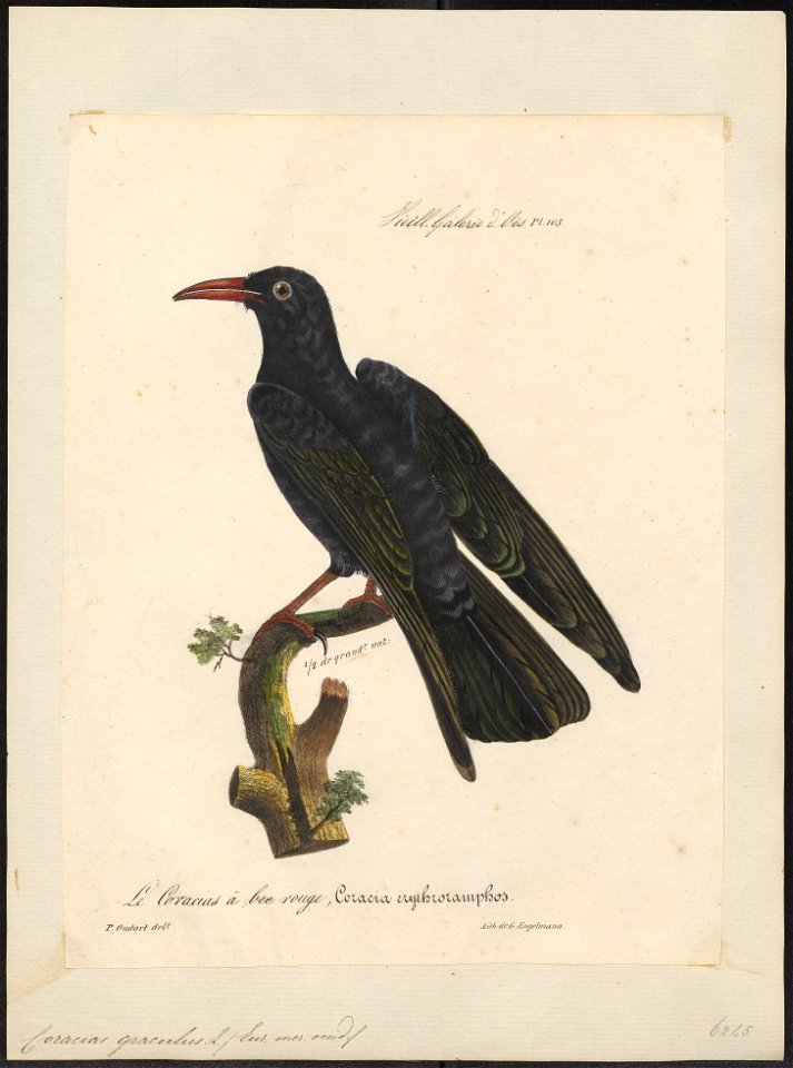 Coracias graculus - 1825-1834 - Print - Iconographia Zoologica - Special Collections University of Amsterdam - UBA01 IZ15700099
