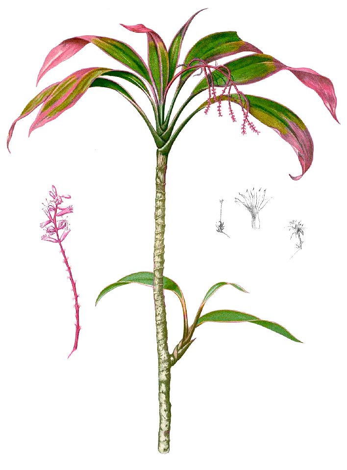 Cordyline fruticosa Blanco1.98-cropped
