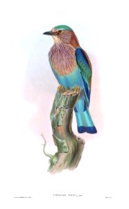 CoraciasIndicaGould