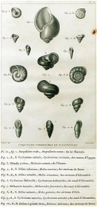 Coquilles terrestres et fluviatiles - Olivier Guillaume Antoine - 1801