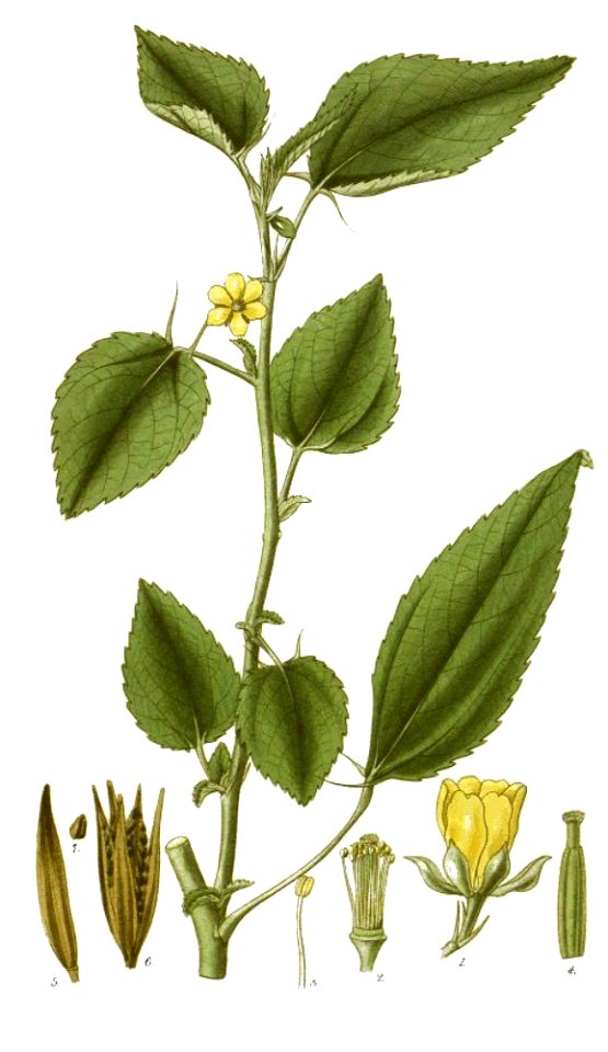 Corchorus olitorius