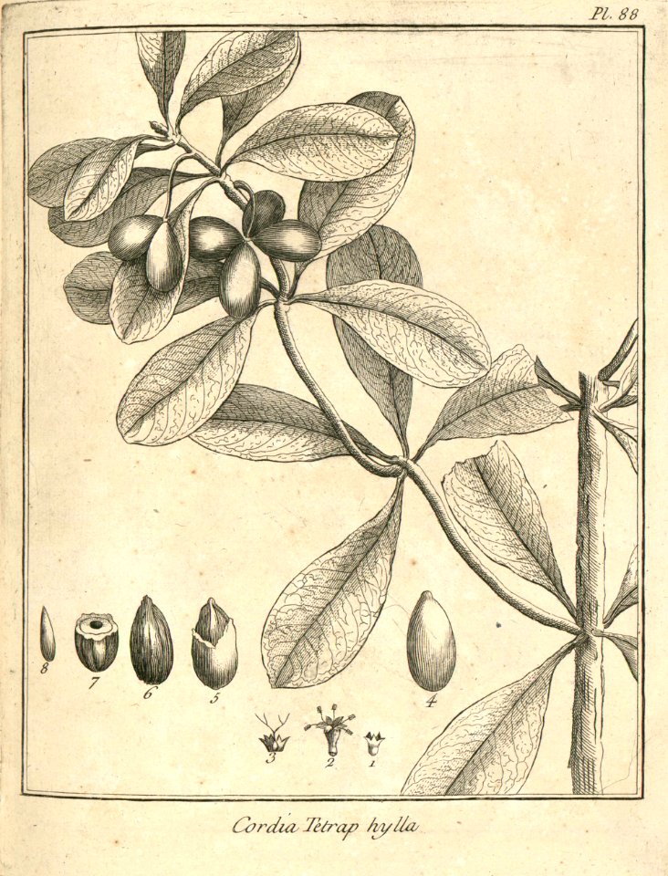 Cordia tetraphylla Aublet 1775 pl 88